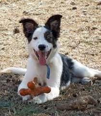 Adopt Patches On Petfinder Border Collie Mix Puppies Border Collie Dog Dogs