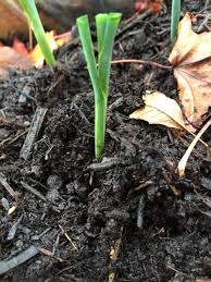 Planter Des Poireaux Et Les Cultiver Planter Des Poireaux Astuce Jardin Cultiver