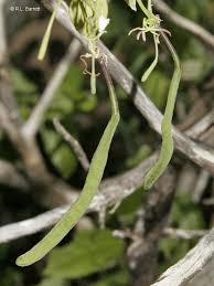 Image result for Cadaba