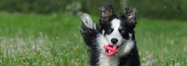 Dilute, lilac, blue, red, chocolate, merle, tri. List Of Border Collie Breeders Border Collie Blog