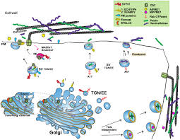 Check spelling or type a new query. Frontiers Post Golgi Trafficking And Transport Of Cell Wall Components Plant Science