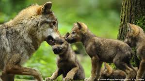 Image result for wolf cub
