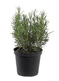 Maybe you would like to learn more about one of these? Italian Herbs Lavender Rosemary Or Thyme Diy At B Q