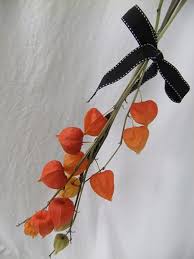 Dried chinese lanterns and hops. Tutorials Drying Physalis Sepals