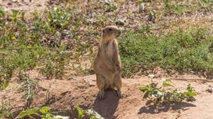 We did not find results for: Bubonic Plague Alert In Northern China Symptoms Causes Precautions And Vaccine