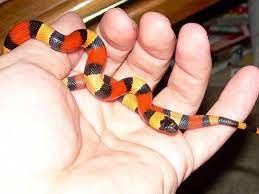 Apricot Pueblan Milk Snake Milk Snake Snakes For Sale Pretty Snakes