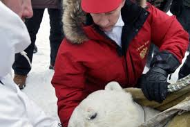 Vladimir poutine a insisté sur l'intérêt écologique et géopolitique de la région. Poutine Le Nouvel Ami Des Ours Polaires La Presse