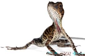 Image result for Anolis scypheus