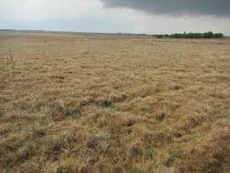 Image result for Psammotropha myriantha