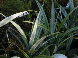 We did not find results for: Photo Of The Leaves Of Silver Spear Astelia Chathamica Posted By Bootandall Garden Org