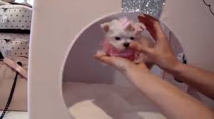 Pet boutique pet boutique dog owners have always taken a great deal of forethought to groom their pets and to restrain them clean sassy looking at and hygienic. Teacup Puppies Store Tiny Teacup Maltese For Sale Puppy Boutique 2016 We Ship Youtube