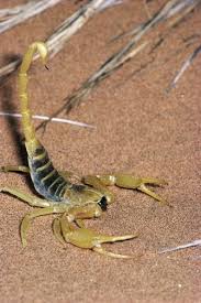 Opistophthalmus Flavescens Scorpion Spider Crab