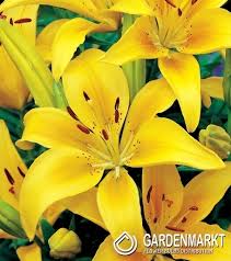 Echte lilien blühen zu verschiedenen zeiten zwischen frühling und herbst. Asiatische Lilie Gelb 10 St Gardenmarkt De