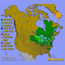 Image result for Bromus  kalmii