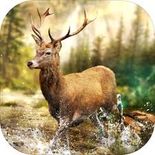 Enjoy links to these fun games. Hunting Clash Hunter Games Shooting Simulator Pre Register Download Taptap