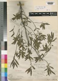 Image result for Diospyros lycioides