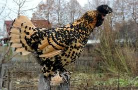 We did not find results for: Opisanie Porody Pavlovskih Kur Pavlovskoe Zoloto I Serebro Osobennosti I Uhod