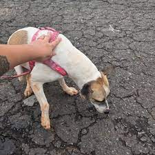 NA RUA] Por @lopes.oagro Essa cachorrinha foi vista no dia 09/12 na Nona Avenida, no setor Vila Nova, em Goiânia. Caso você reconheça ou possa ajudar vá até o local. Obs.: parece