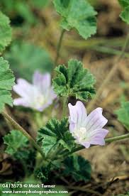 Image result for Malva neglecta