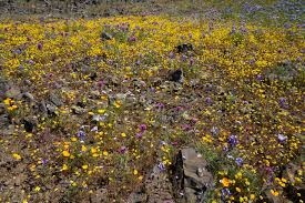 They bloom best in full sun but can tolerate a little afternoon shade. Why California S Super Bloom Is Under Siege Vogue