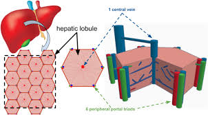 Therefore, conceptually, voronoi diagrams (or approximate voronoi diagrams) could be used to attempt to mathematically model the complex 3d architecture of liver lobules. The Liver A Functionalized Vascular Structure Scientific Reports