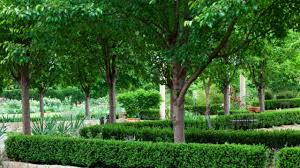 We did not find results for: New Ornamental Pears Burke S Backyard
