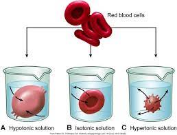 Pin On Membrane Transport Passive Transport Diffusion