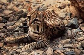 The jaguar, the ocelot, and the jaguarundi. Texas Cats Texas Parks Wildlife Department