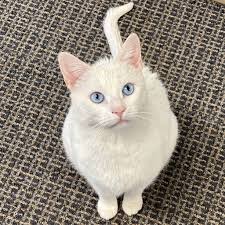 Visit us and fall in love with one of our animals today! Friends Of Felines Stamford Ct Home Facebook