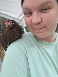 Why would a young Serama hen stop laying eggs for eight days?