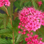 Image result for Spiraea x bumalda ´Crispa