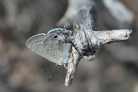 Image result for Strychnos mellodora