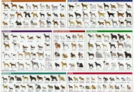 All Dog Dog Breeds Chart Dog Breeds List Terrier Breeds
