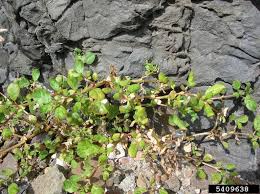 Image result for Trianthema portulacastrum