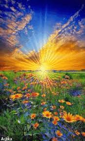 The beauty of meadows, flower and farm fields. Field Of Dreams Gifs Tenor