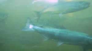 For decades, humans have been trying different ways to keep seals and sea lions away from the ballard locks' fish ladder. Ballard Locks Fish Ladder With Stock Footage Video 100 Royalty Free 4975247 Shutterstock