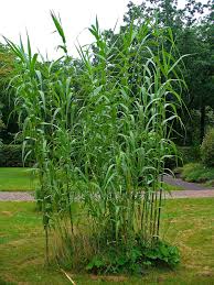 Image result for Phragmites karka