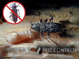 What Is The Best Way To Get Rid Of The Wood Borer Diy Or Expert Wood How To Get Rid