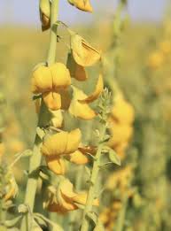 Image result for Crotalaria schliebenii