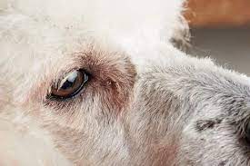 Conjunctivitis Pink Eye In Dogs Hill S Pet