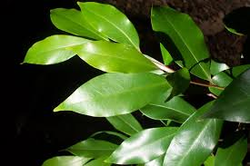 Image result for Cryptocarya