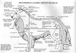 Excellent Illustration Of The Sheltie Standard I Do Wish