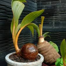 Bonsai pohon kelapa diminati banyak pecinta tanaman hias, khususnya kolektor bonsai, dikarenakan pembuatannya yang mudah, sehingga menjadikannya langka dan tidak banyak orang yang memilikinya. Tanaman Bonsai Kelapa Gading Orange Kuning Hias Indoor Kelapa Gading Bonsai Murah Shopee Indonesia