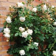 Claire Austin Climbing David Austin Roses Claire Austin David Austin Roses Climbing Roses