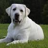 ~ kt labradors ~ located in allegan, mi 49010 1