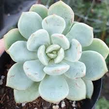 Beautiful blush of pink on this graptoveria grim one. Xgraptoveria A Grim One Graptoveria A Grim One In Gardentags Plant Encyclopedia