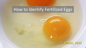 When you do get eggs, they could very well taste different from the eggs you get from somebody else's backyard flock. How To Identify Fertilized Eggs Youtube
