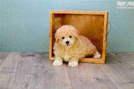 Maybe you would like to learn more about one of these? Cavapoo Puppy For Sale Near Dallas Fort Worth Texas 1d564316 A6e1 Cavapoo Puppies For Sale Cavapoo Puppies Cavapoo Puppies For Sale Near Me