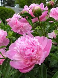Sarah Bernhardt' Peony | HGTV