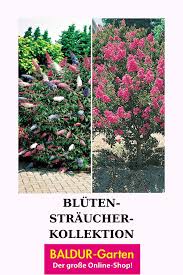 Bluten Straucher Kollektion In 2020 Pflanzen Hecke Pflanzen Straucher Pflanzen